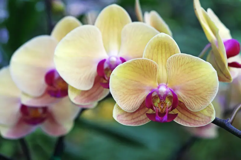 Moth Orchid