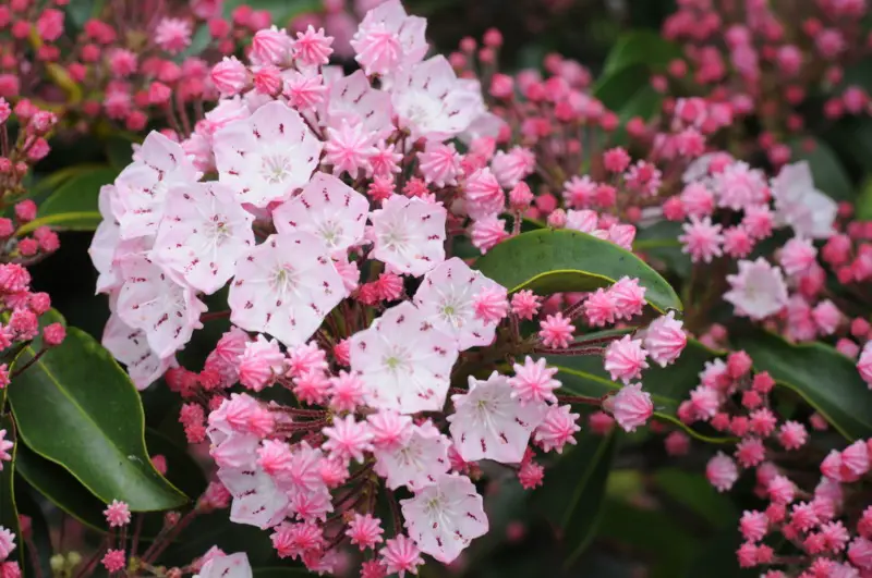 Mountain-Laurel