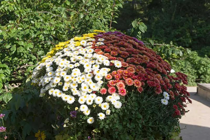 Mums multi-color