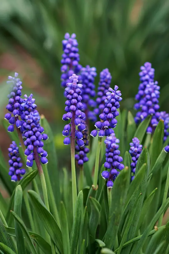 Muscari