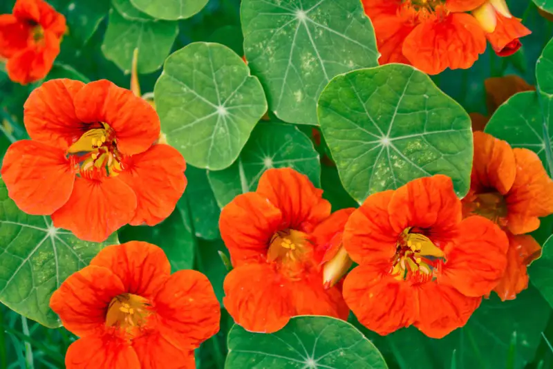 Nasturtium