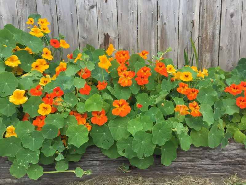 Nasturtiums