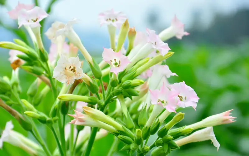 Nicotiana-01