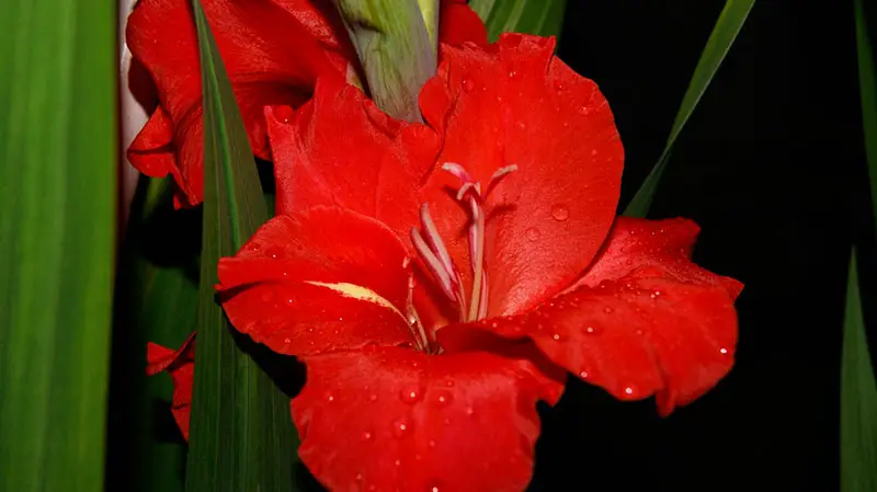 Night Gladiolus