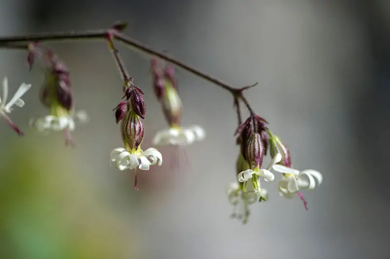 Nottingham Catchfly