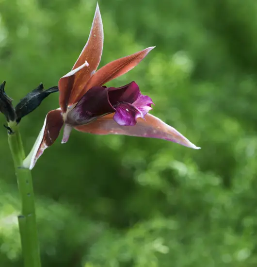 Nuns Orchid