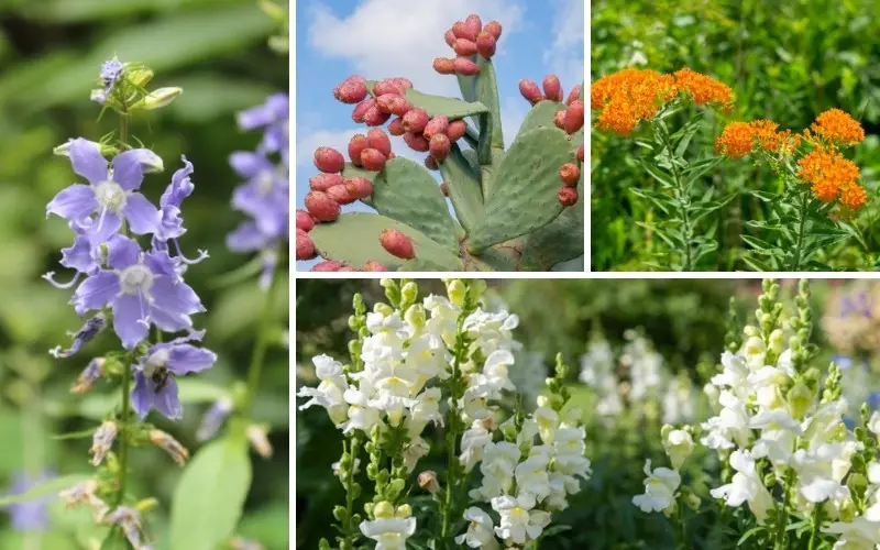 Oklahoma Drought resistant plants