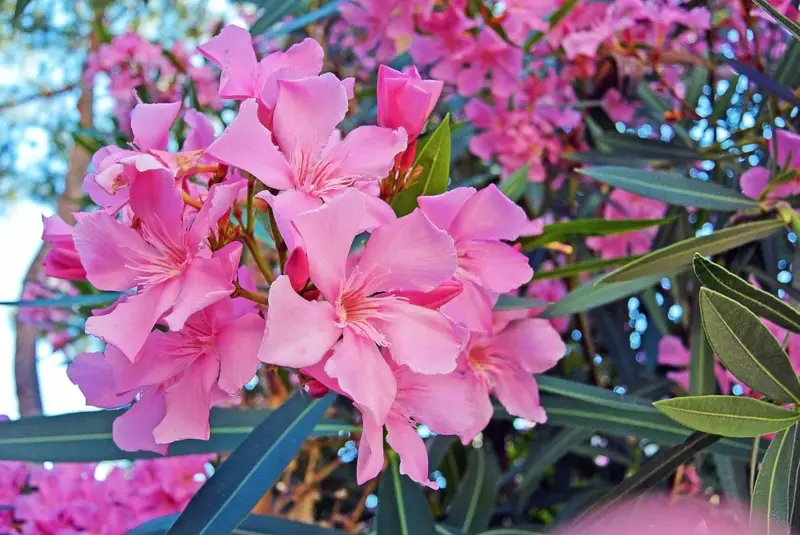 Oleander