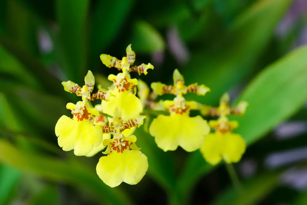 Oncidium Orchid