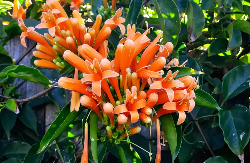 Orange-Trumpet-Flower-02