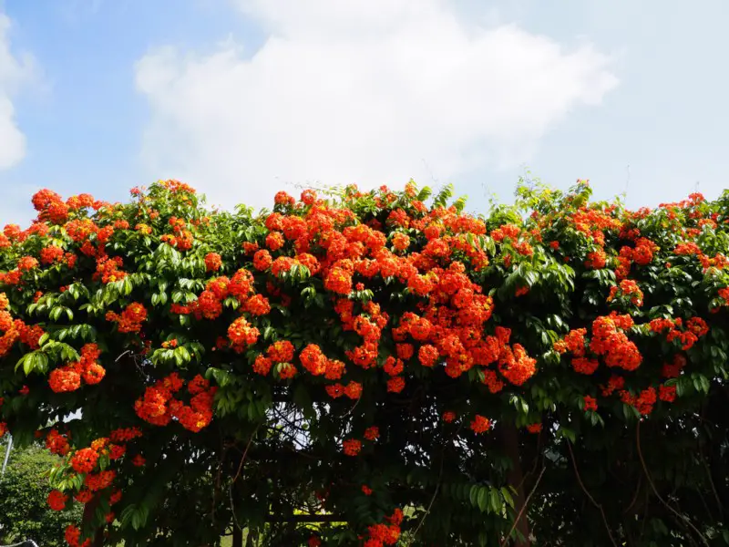 Orange-geiger-Tree-(Cordia sebestena)