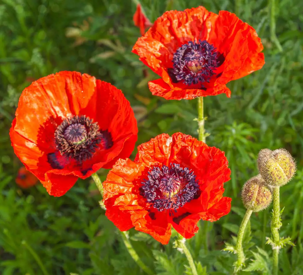 Oriental Poppies have bright, huge flowers, and are sure to add some serious “wow” to your garden. They’re easy to grow perennials, and love full sun and well-draining soil. They need regular watering, but can tolerate short droughts. Poppies do well in zones 3-9.