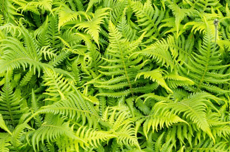 Ostrich-fern