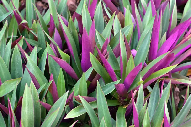 Oyster Plant