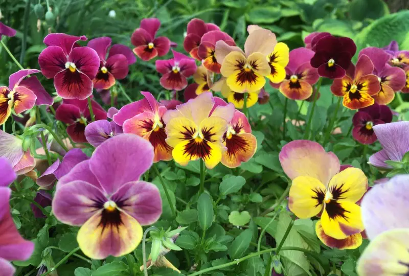 Pansies