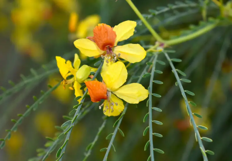 Parkinsonia