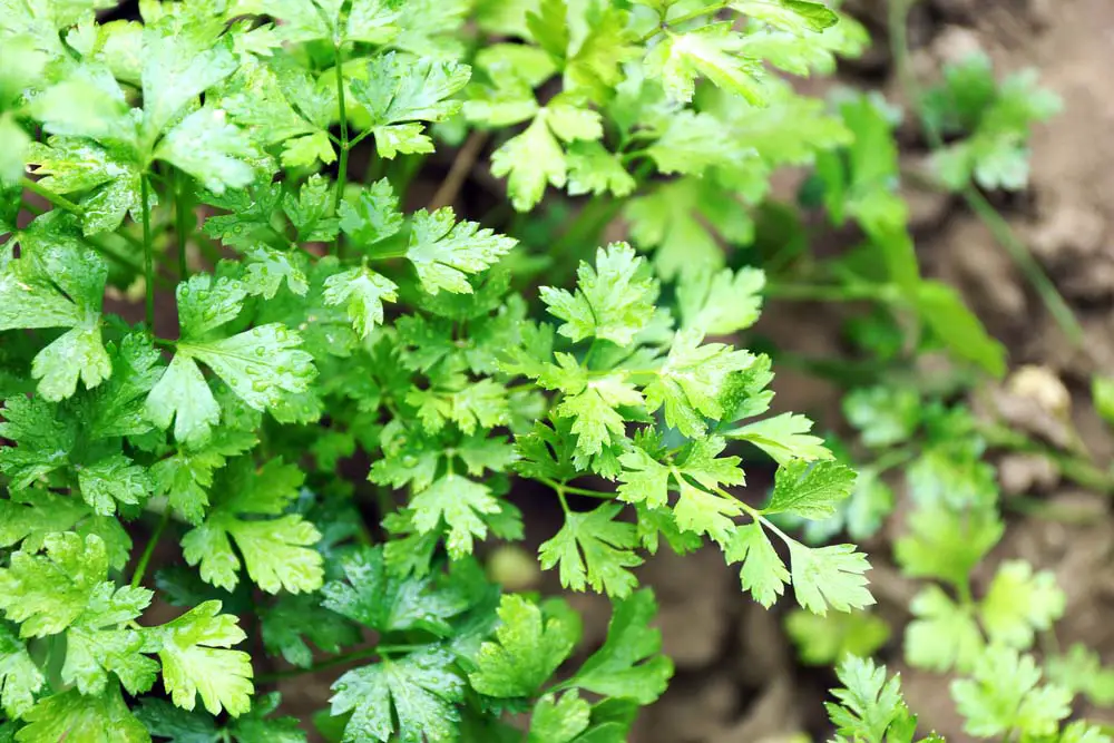 Parsley