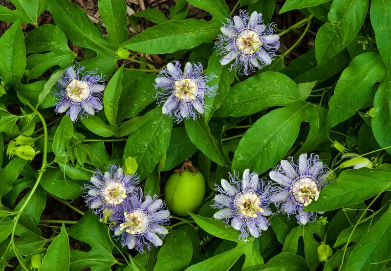 Passionflowers