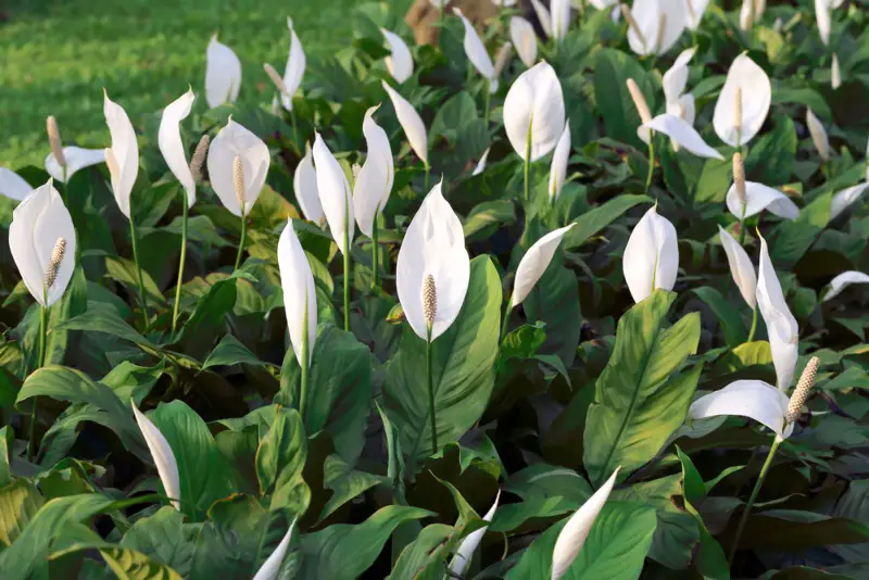 Peace lily