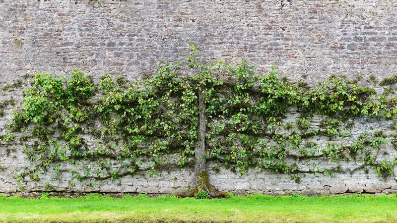 Pear Tree Espalier