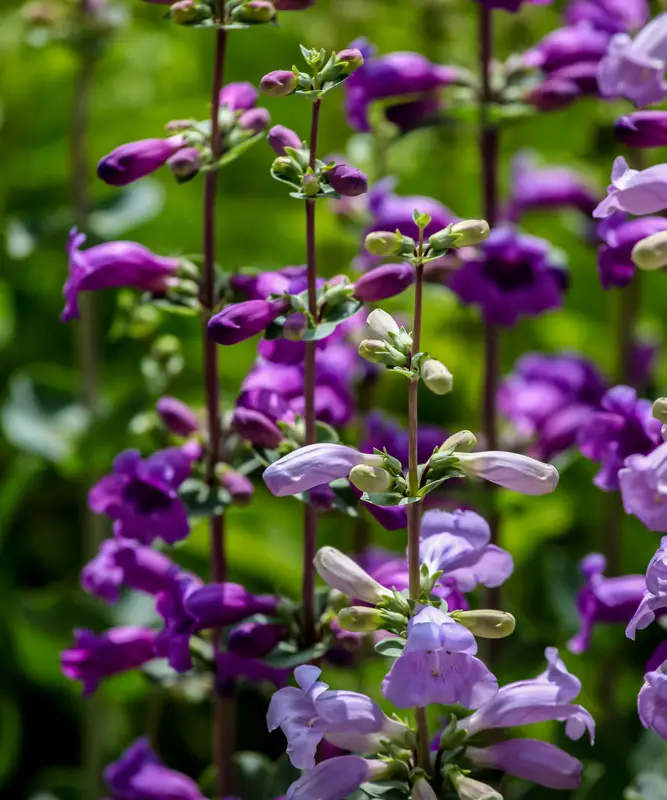 Penstemon-Mexicali