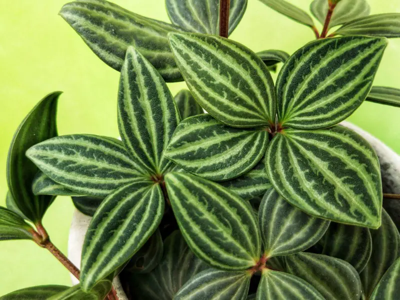 Peperomia