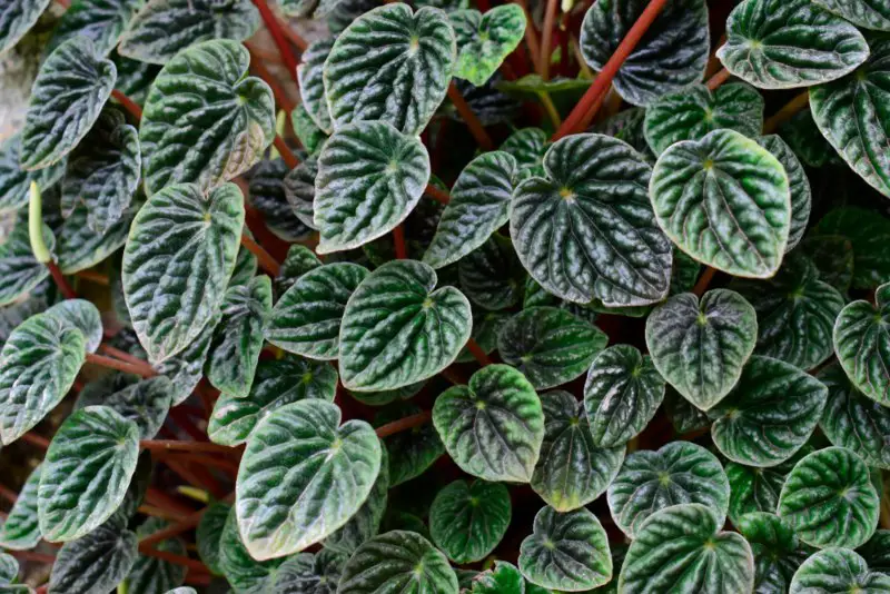 Peperomia