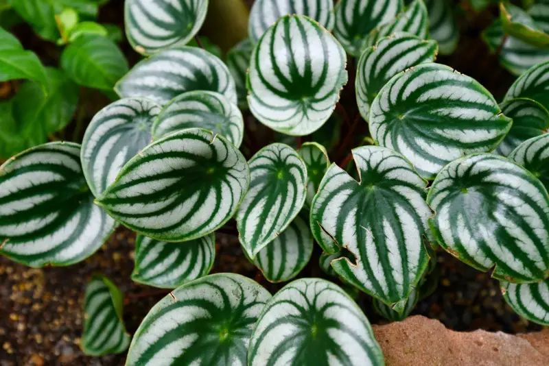 Peperomia