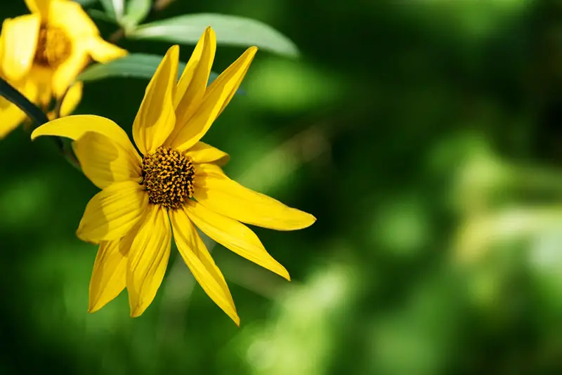 Perennial Sunflower