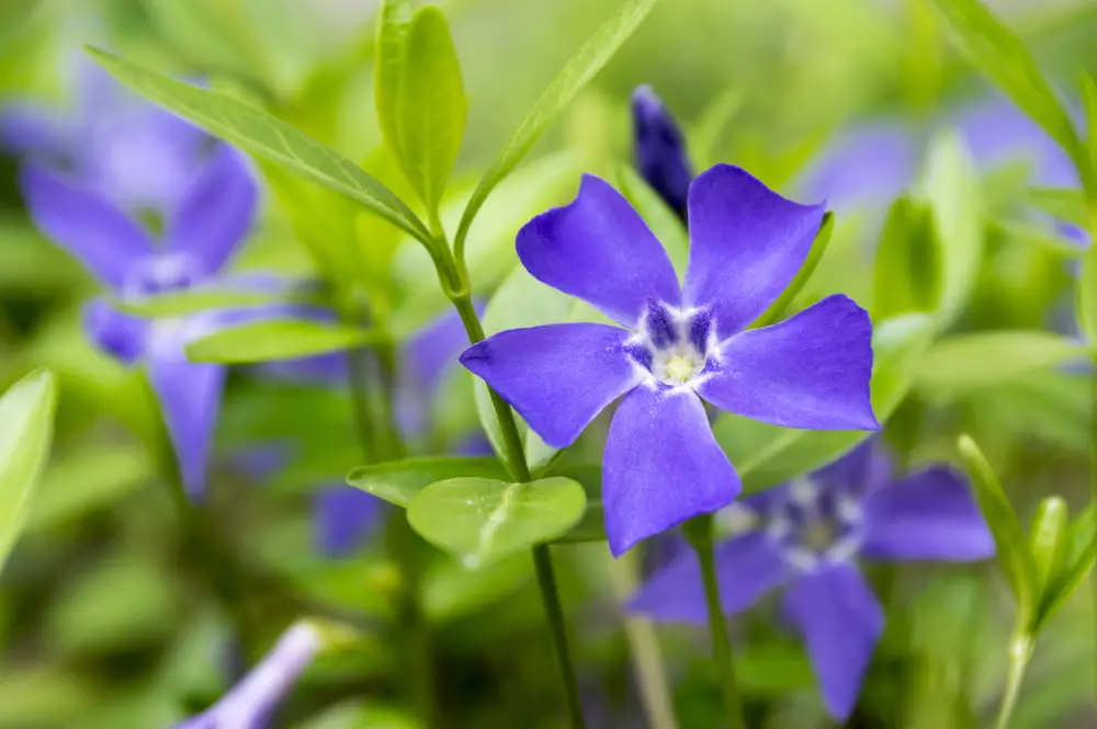 Periwinkle is toxic to pets, so be careful planting it if your animals are outside unsupervised very often. It’s easy to grow and spreads quickly, and is resistant to drought, heat, and wind.