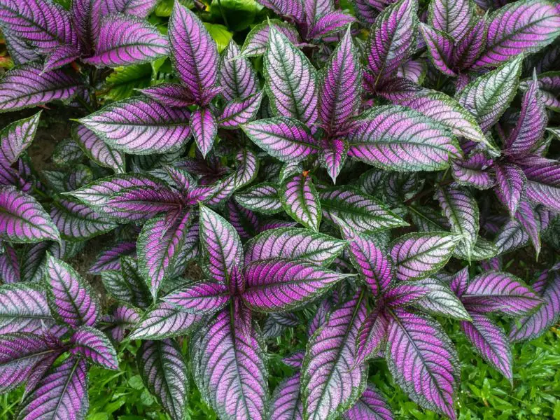 Persian Shield