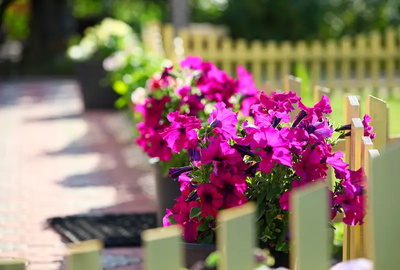 Petunia Flowers on White Fence