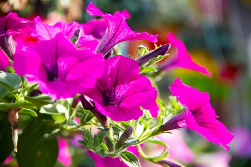 Petunias