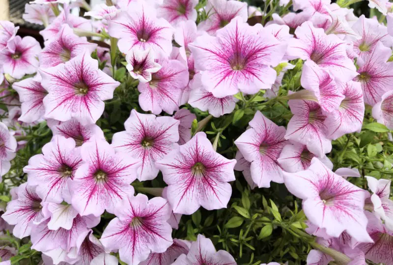 Petunias