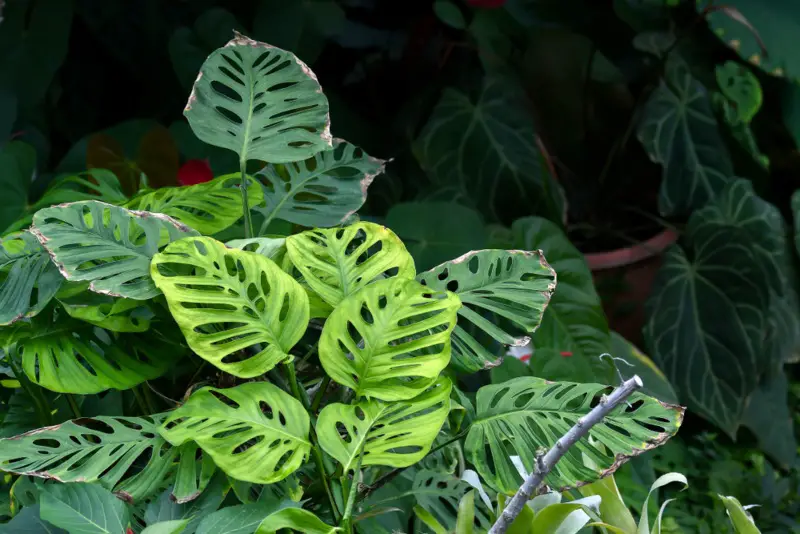 Philodendron