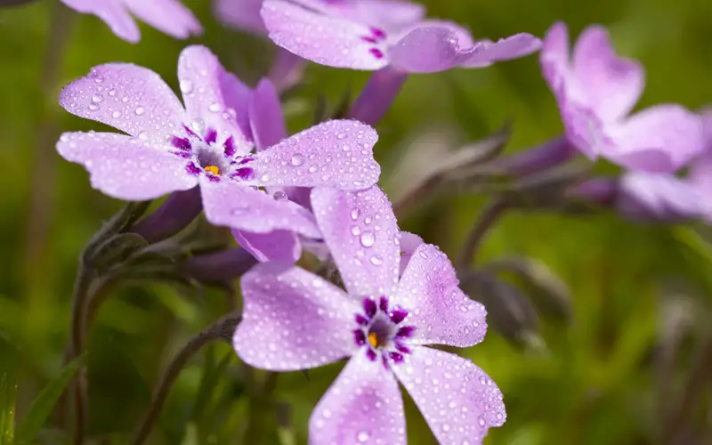 Phlox-01