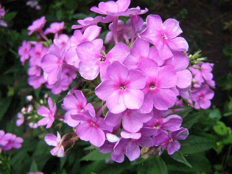 Phlox