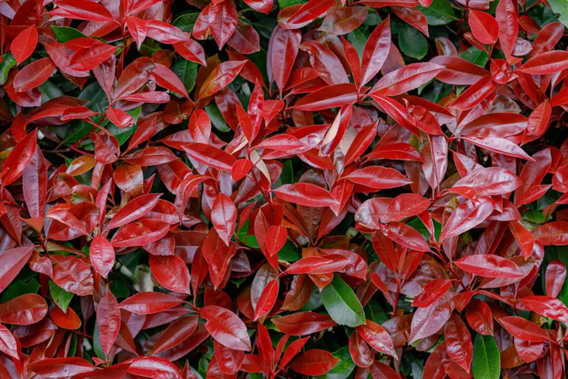 Photinia