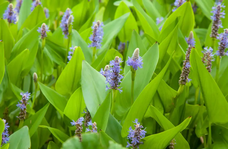 Pickerelweed-01