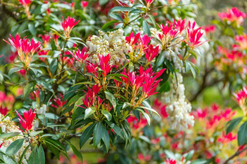 Pieris-Japonica