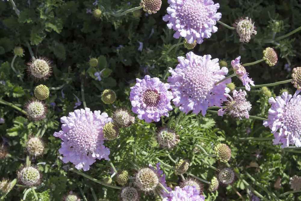  Pincushion flowers do well in zones 4-10, and love well-draining soil. They bloom best in full sun, but partial shade is fine, especially during the hottest months of the year.