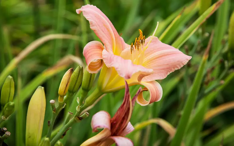 Pink-Daylily-01