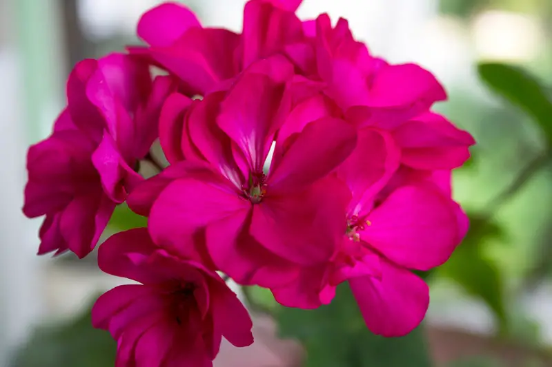 Pink Geraniums