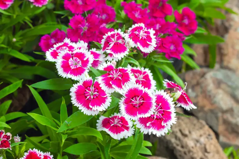 Pinks_(Dianthus-spp.)