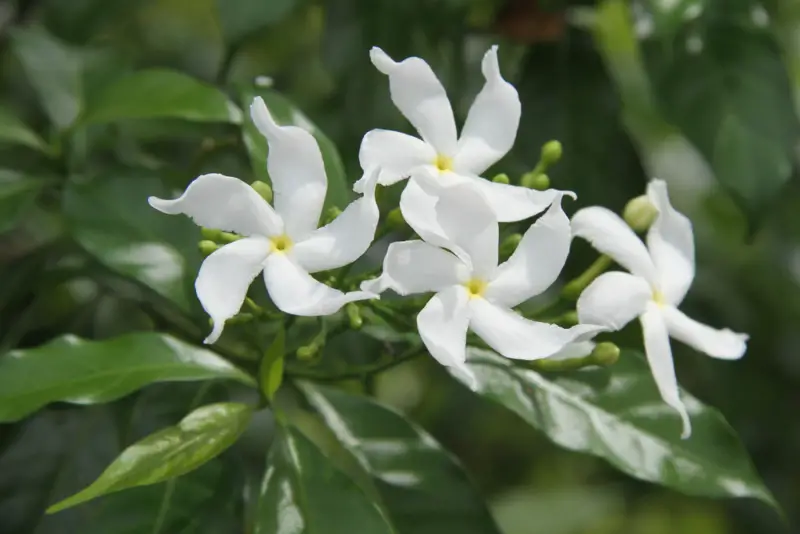 Pinwheel Jasmine