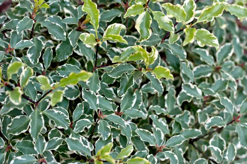 Pittosporum-Tenuifolium