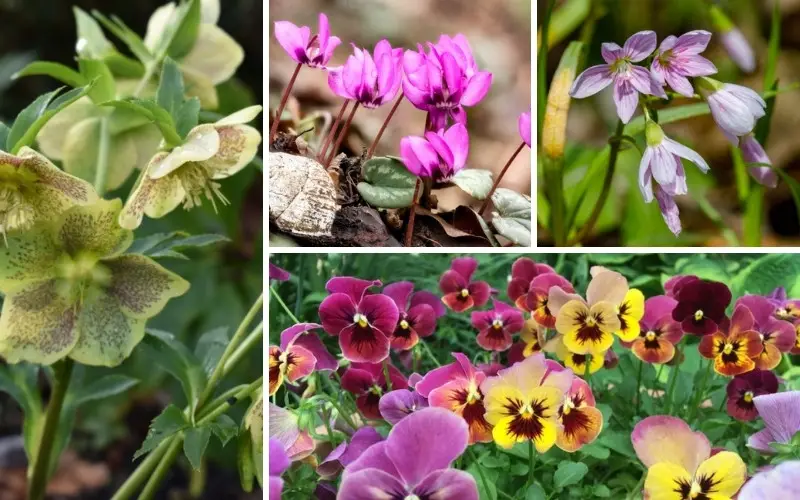 Plants for Early Spring