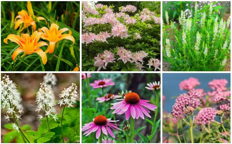 Plants for Rain Gardens