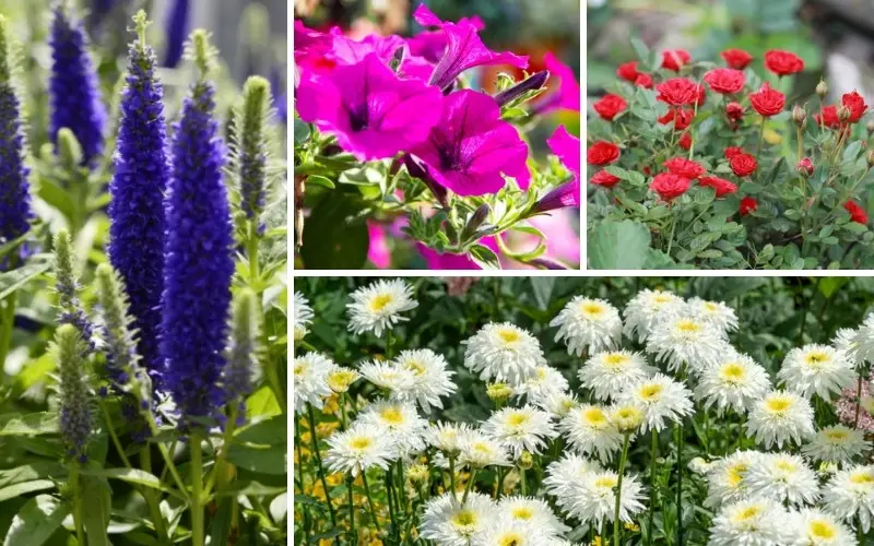 Plants for Sunny Borders