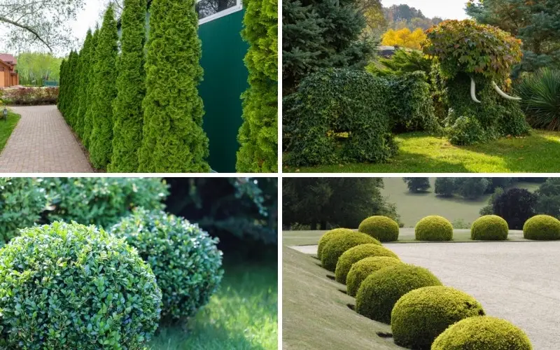 Plants for Topiary